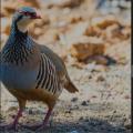 Chasser en Espagne